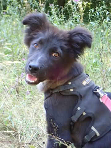 Ruben, chien à l'adoption chez Remember Me France