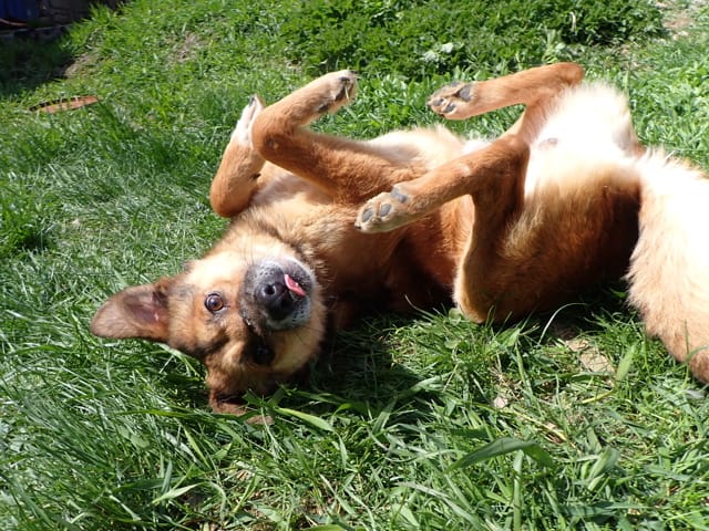 Sabayon, rescue dog available for adoption