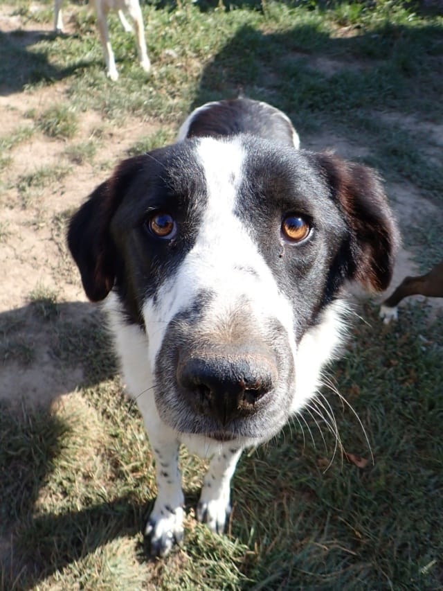 Sabor, chien à l'adoption