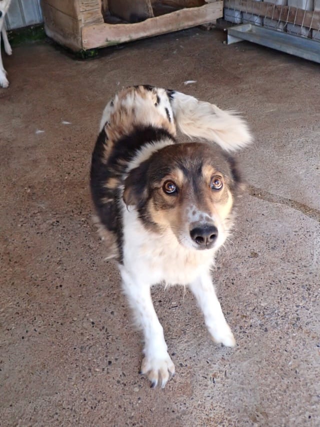 Sadjy, chien à l'adoption
