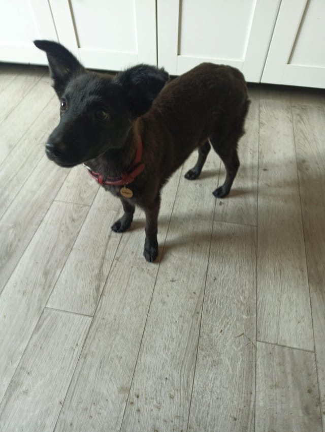 Saïgon, dog for adoption at Remember Me France