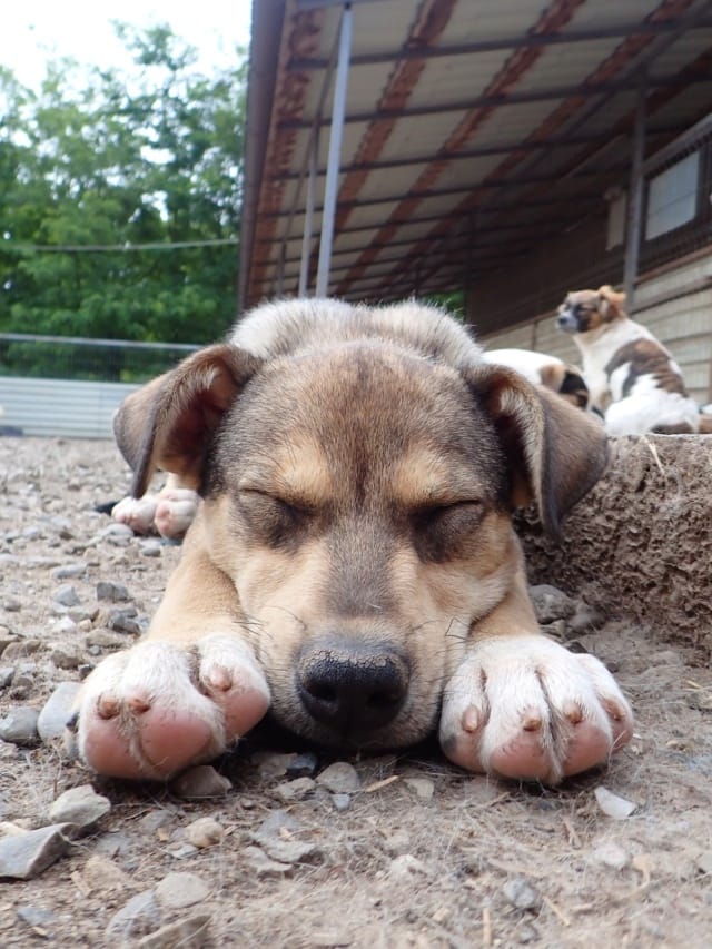 Salah, chien à l'adoption