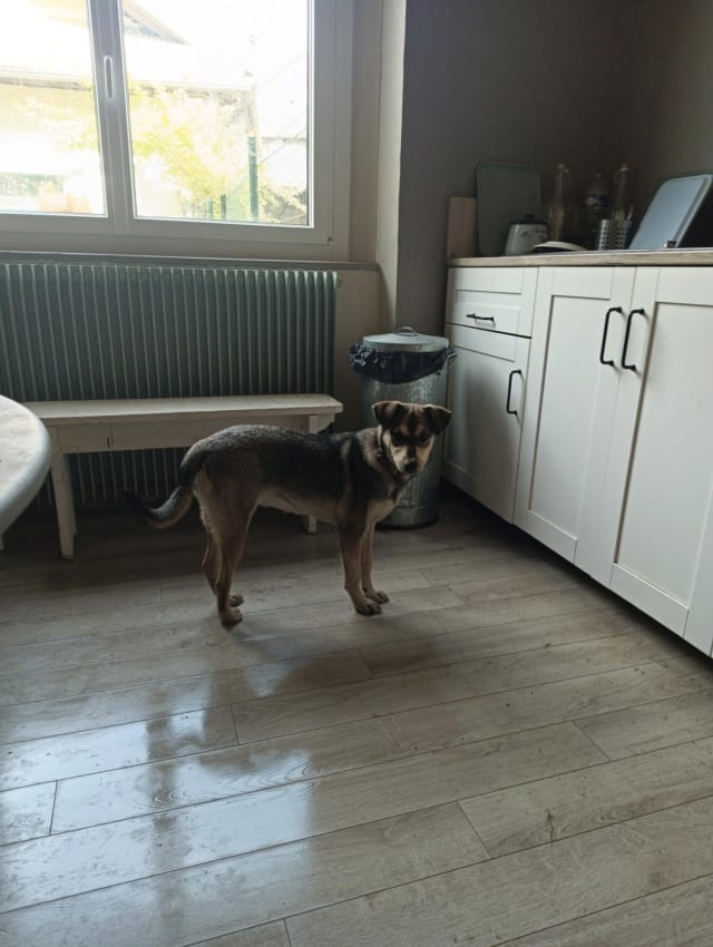 Salah, chien à l'adoption chez Remember Me France