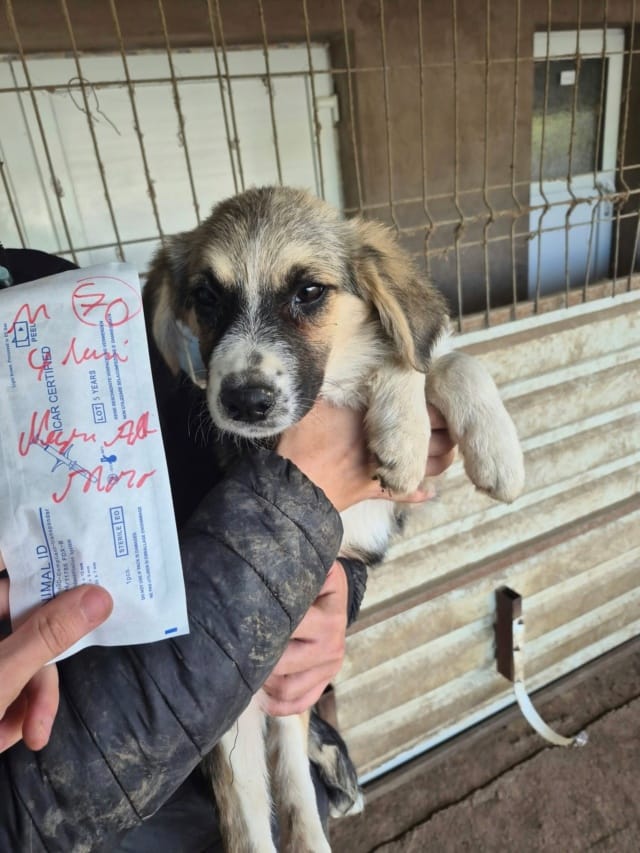 Salto, chien à l'adoption