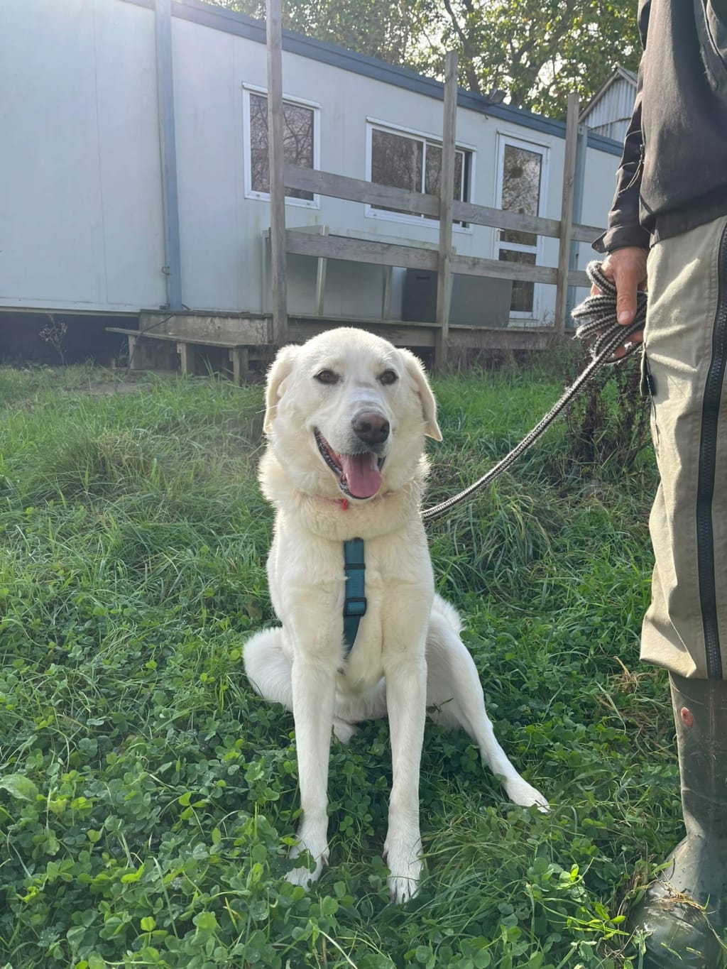 Samba, dog for adoption at Remember Me France
