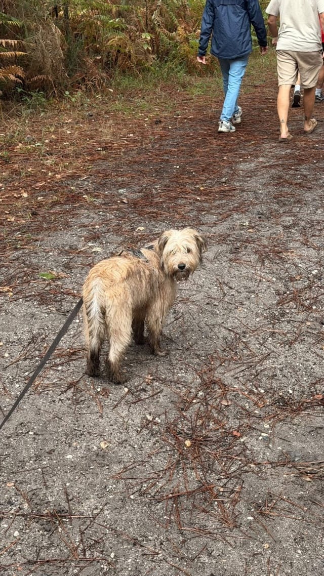 Samba, chien à l'adoption chez Remember Me France