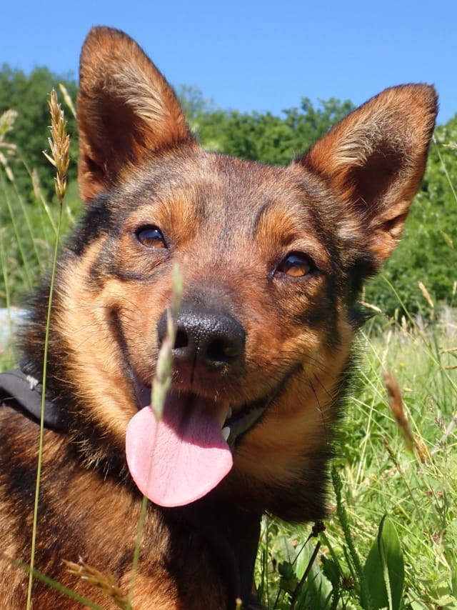 Sami, rescue dog available for adoption
