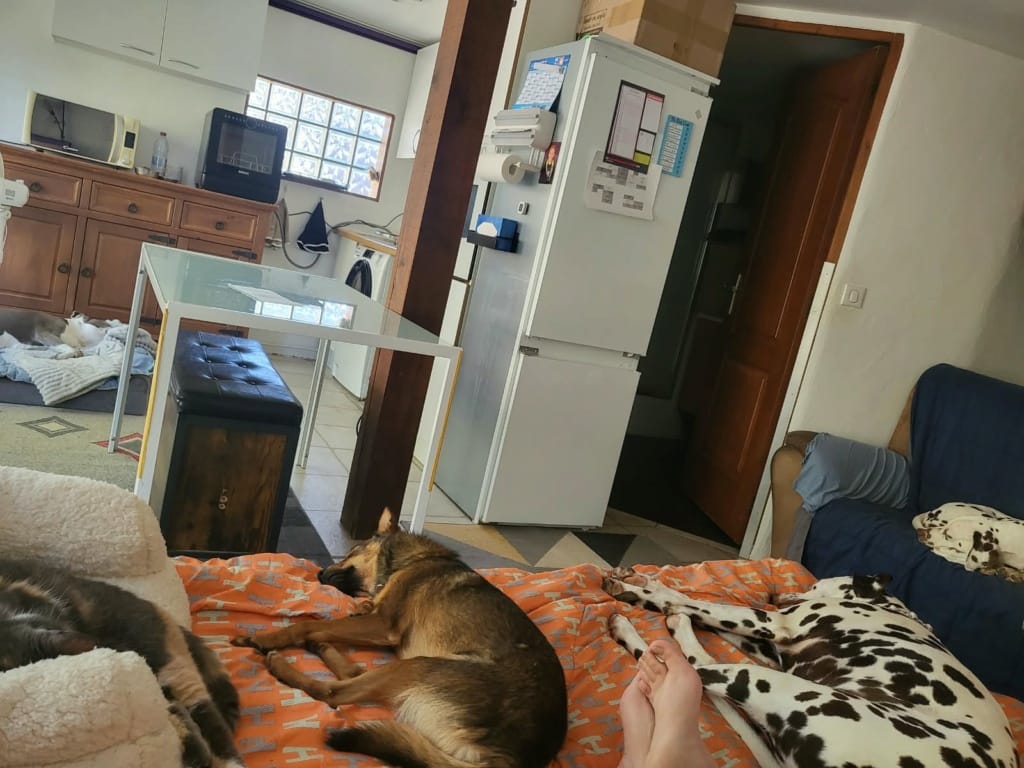 Sami, rescue dog available for adoption