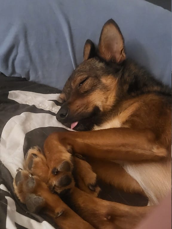 Sami, chien à l'adoption chez Remember Me France