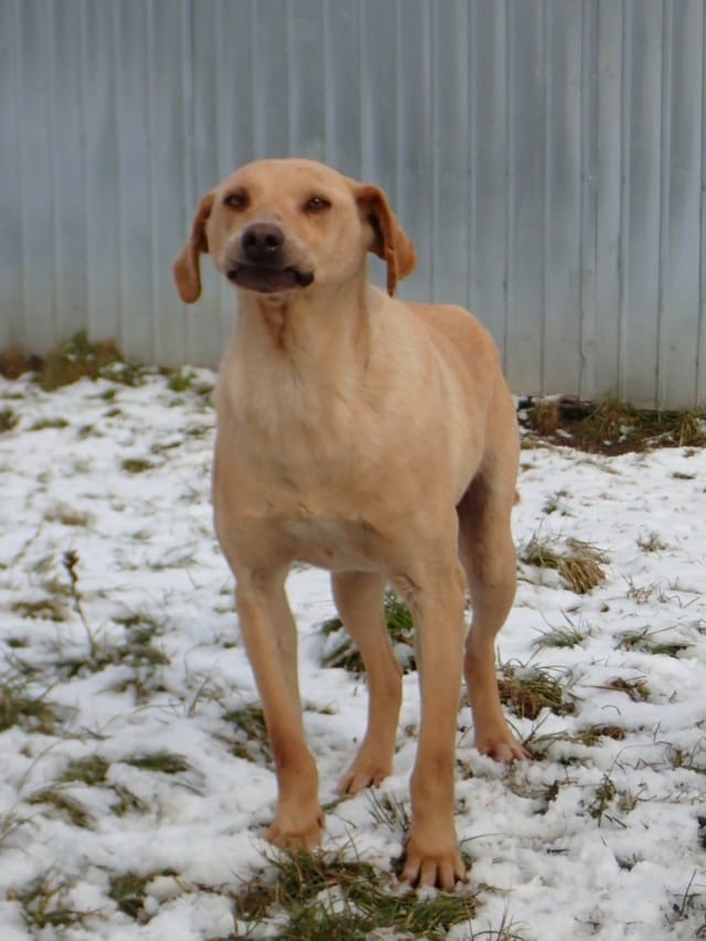 Sammy, chien à l'adoption