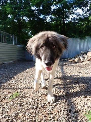 Sangoku, chien à l'adoption