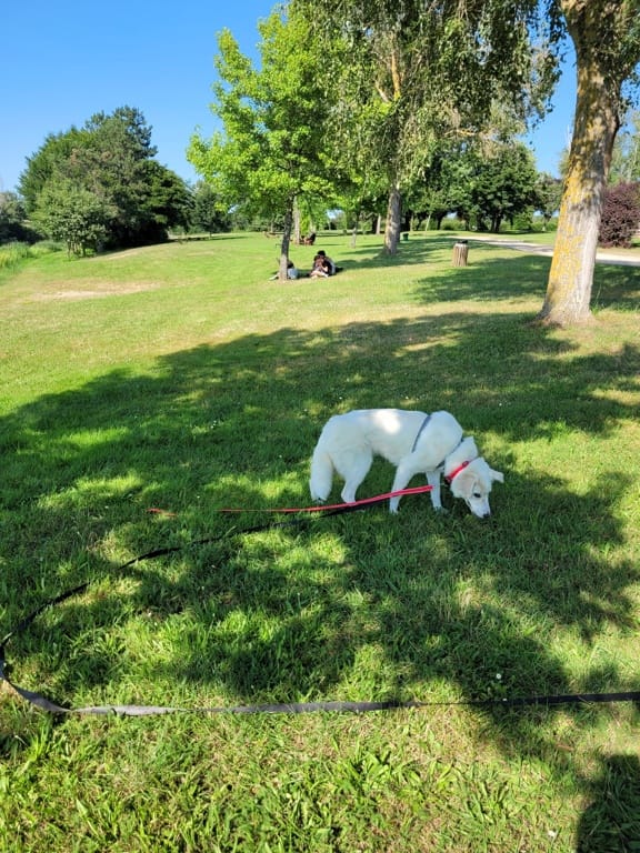 Santa Fe, chien à l'adoption chez Remember Me France