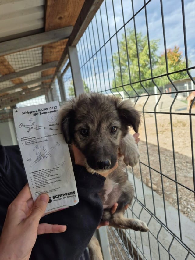 Santaline, chien à l'adoption