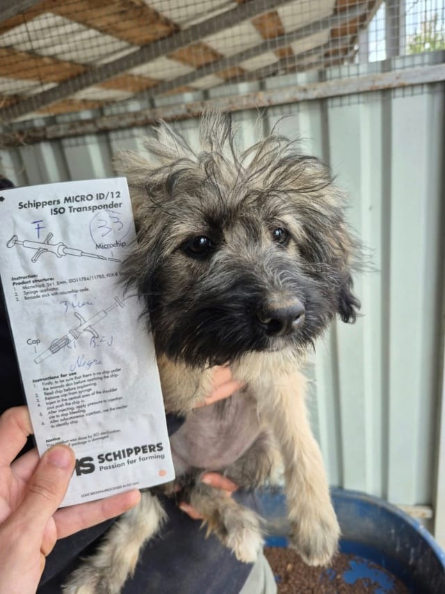 Saona, chien à l'adoption