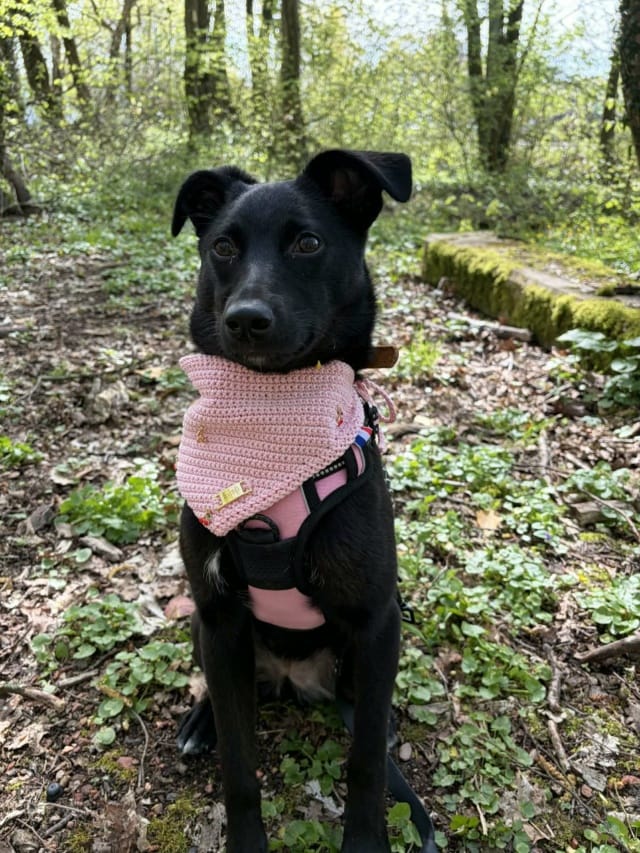 Saori, chien à l'adoption chez Remember Me France