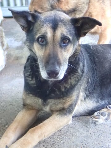 Sarabi, chien à l'adoption