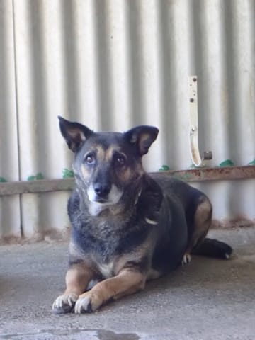 Sarabi, chien à l'adoption chez Remember Me France