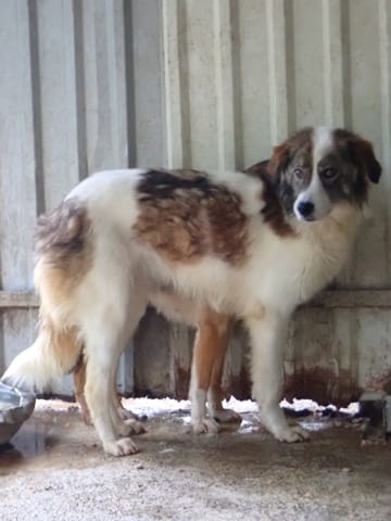 Saruta, chien à l'adoption