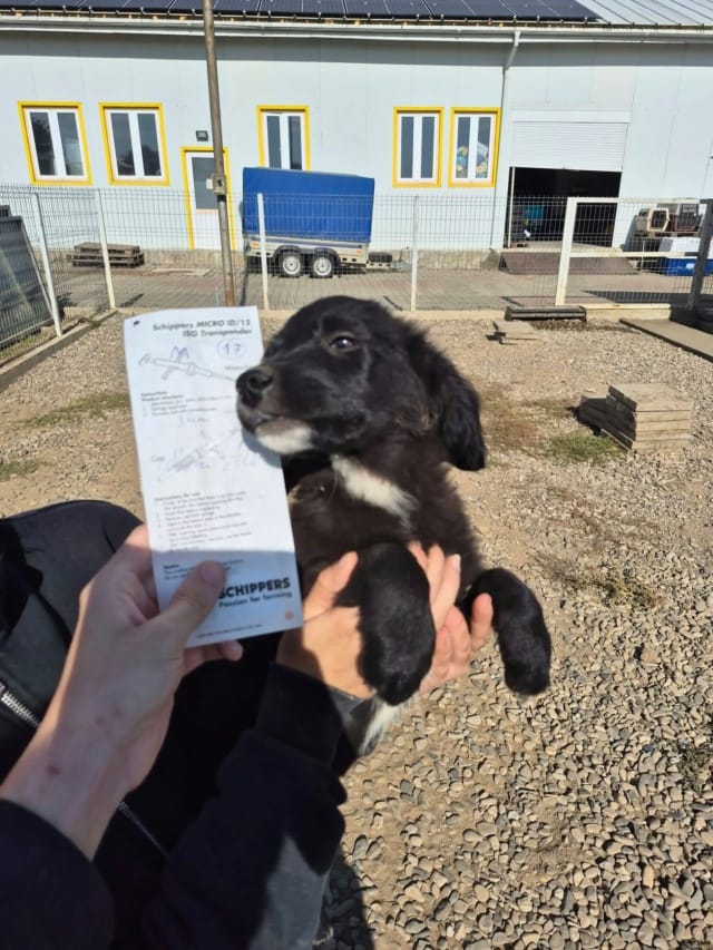 Saxo, chien à l'adoption