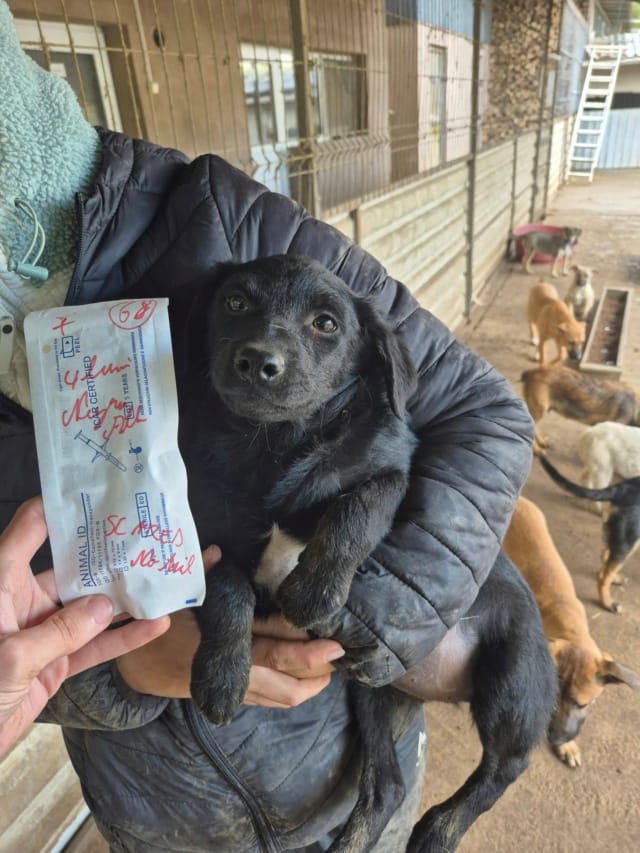 Schatzie, chien à l'adoption