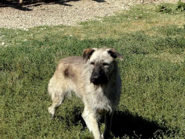 Scona, chien à l'adoption chez Remember Me France