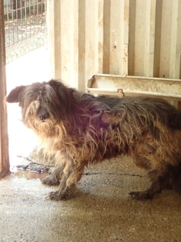 Scruffy, chien à l'adoption