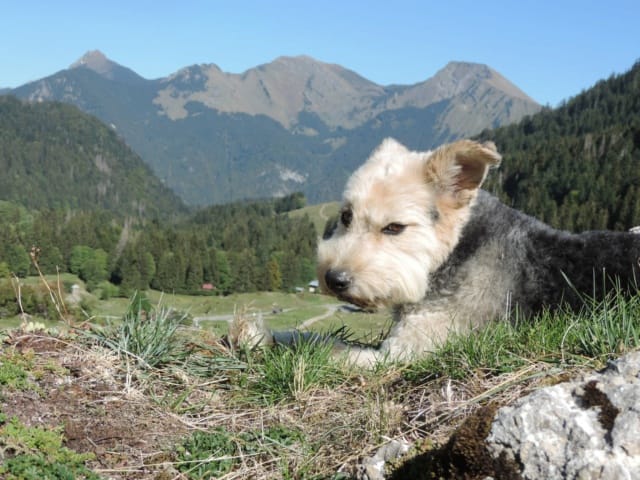Scruffy, chien à l'adoption chez Remember Me France