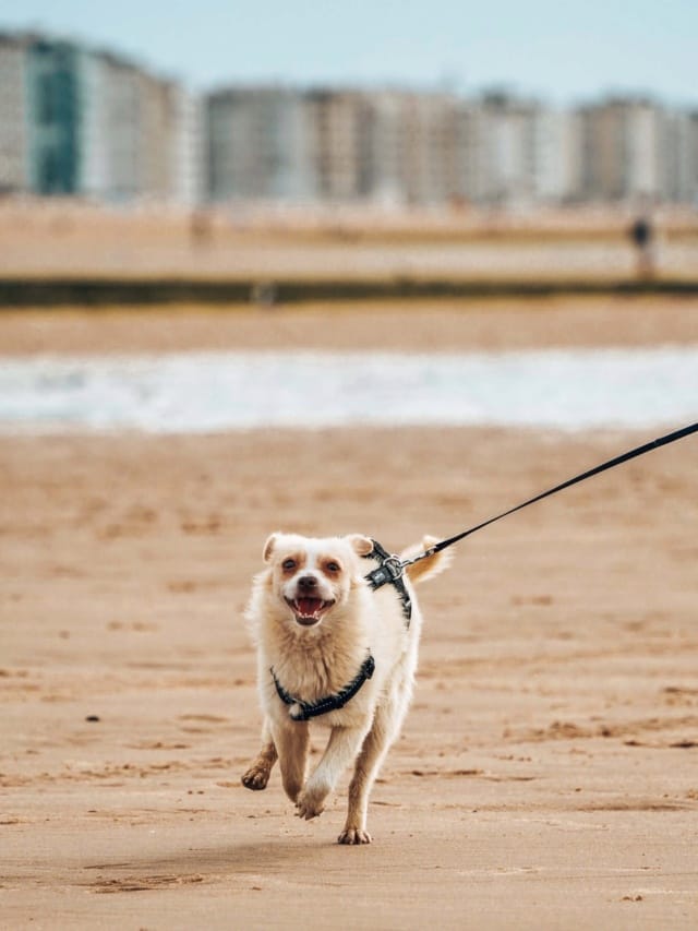 Scudie, chien à l'adoption chez Remember Me France
