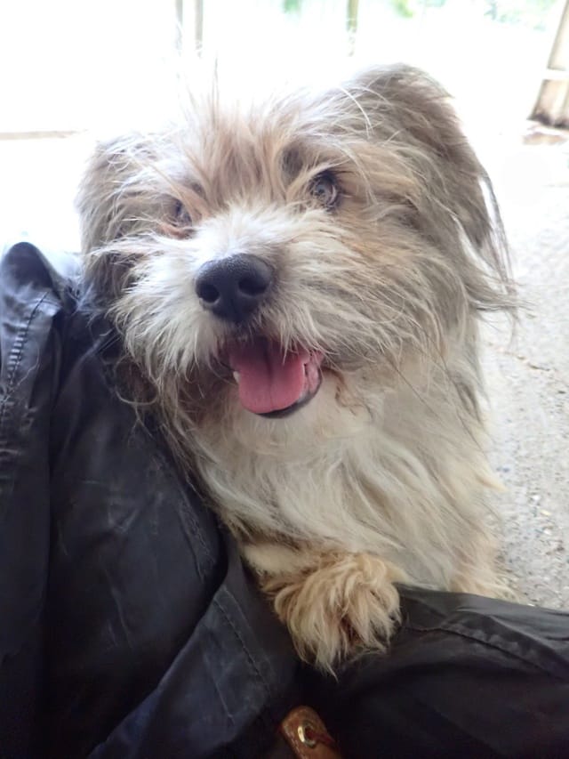Senator, chien à l'adoption