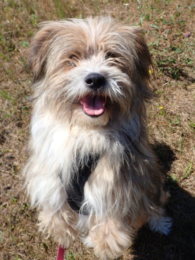 Senator, chien à l'adoption