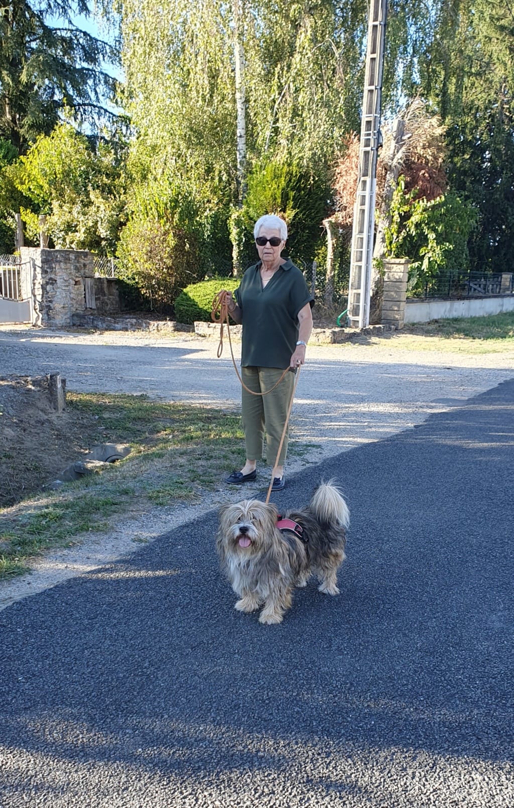 Senator, chien à l'adoption