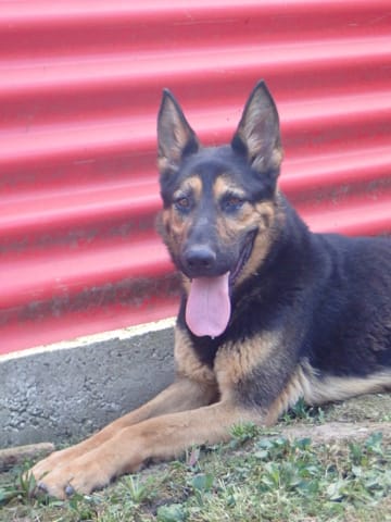 Serpentard, chien à l'adoption