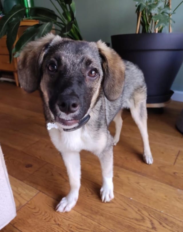 Shark, chien à l'adoption