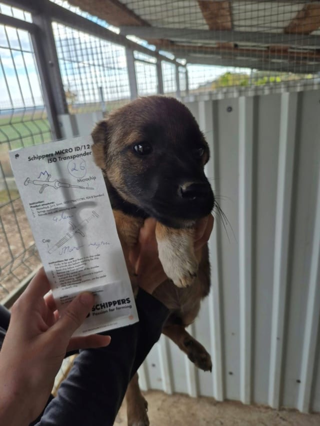 Sheepo, chien à l'adoption