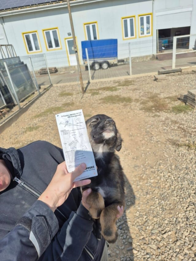 Sheik, chien à l'adoption