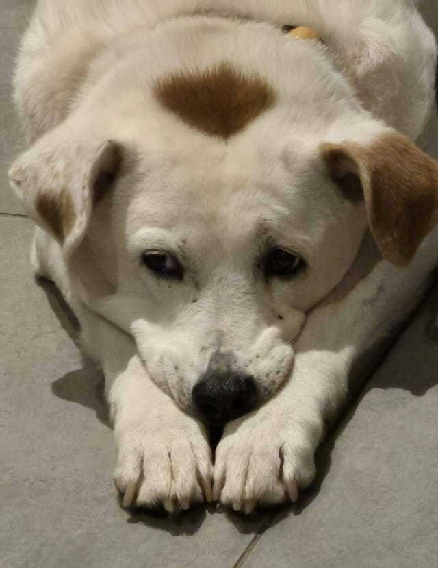 Sheldon, chien à l'adoption chez Remember Me France