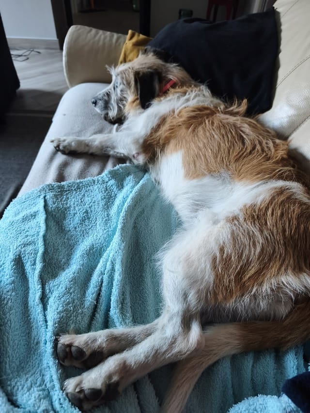 Shenda, chien à l'adoption chez Remember Me France