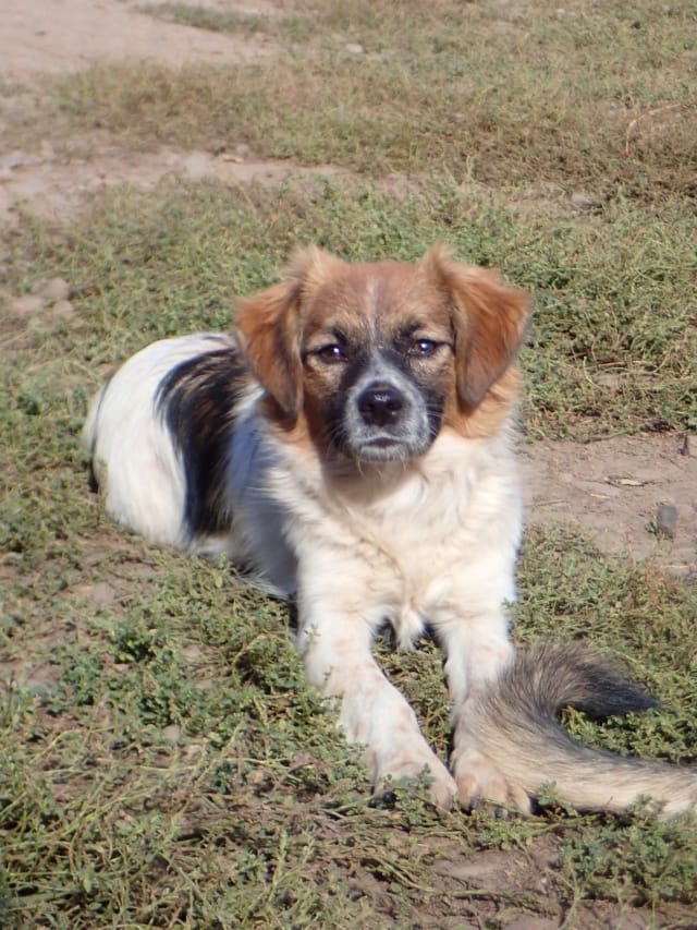 Shenzi, chien à l'adoption chez Remember Me France