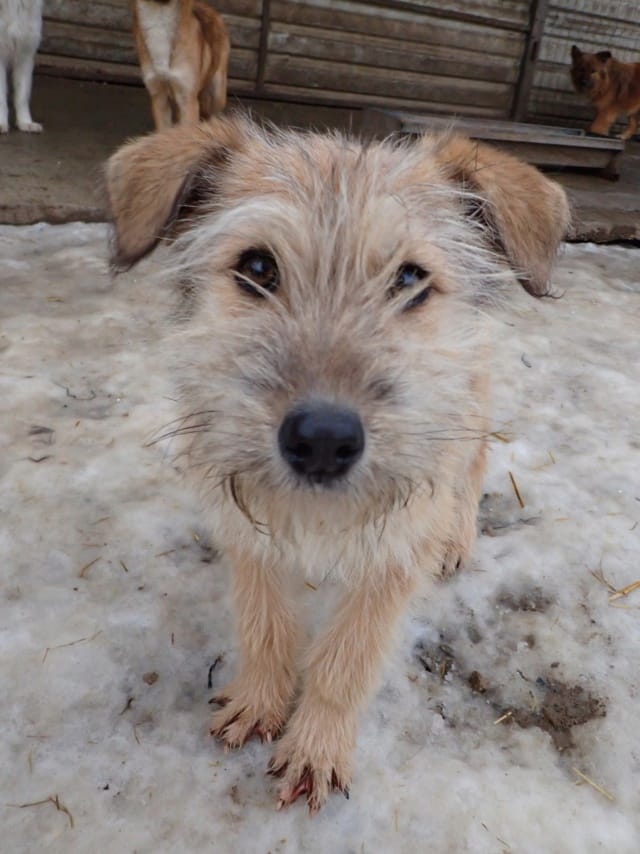Shepard, chien à l'adoption chez Remember Me France