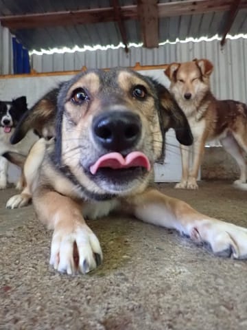 Sheree, chien à l'adoption