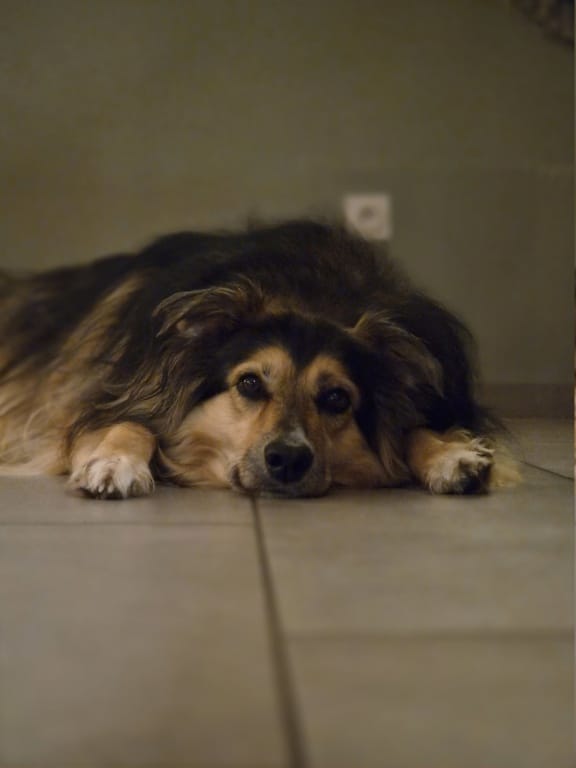 Sheyenne, chien à l'adoption chez Remember Me France