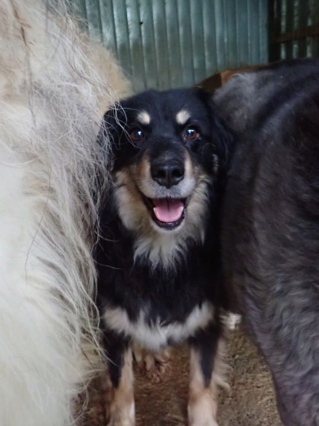 Shilow, chien à l'adoption