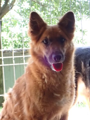 Shiory, chien à l'adoption