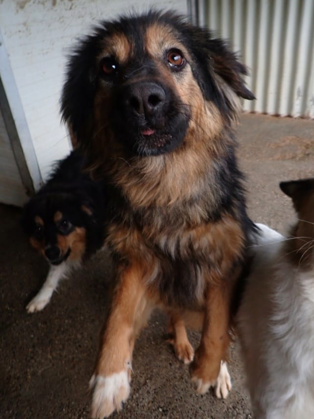 Shiraz, chien à l'adoption
