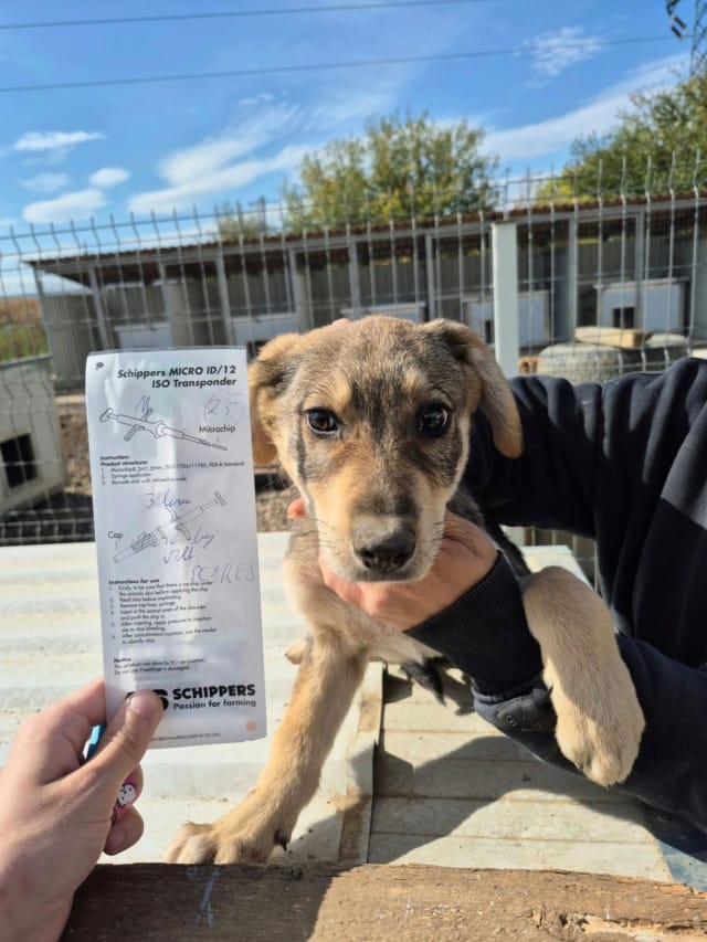 Shiro, chien à l'adoption