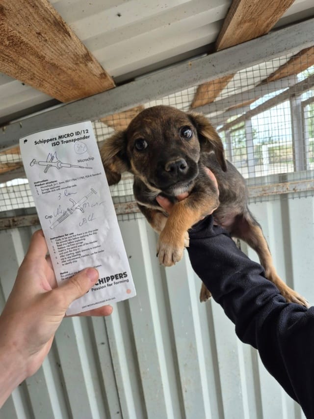Shorty, chien à l'adoption