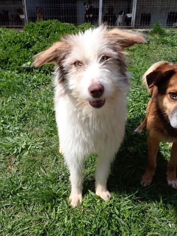 Shyley, chien à l'adoption