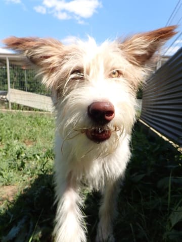 Shyley, chien à l'adoption chez Remember Me France