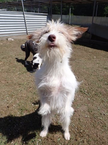 Shyley, chien à l'adoption