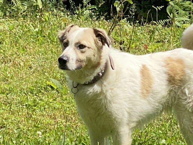 Siena, chien à l'adoption chez Remember Me France